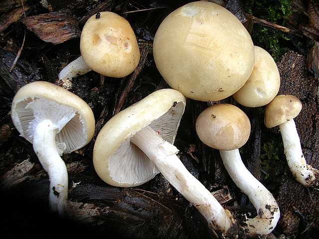 2005 :  Un anno di funghi